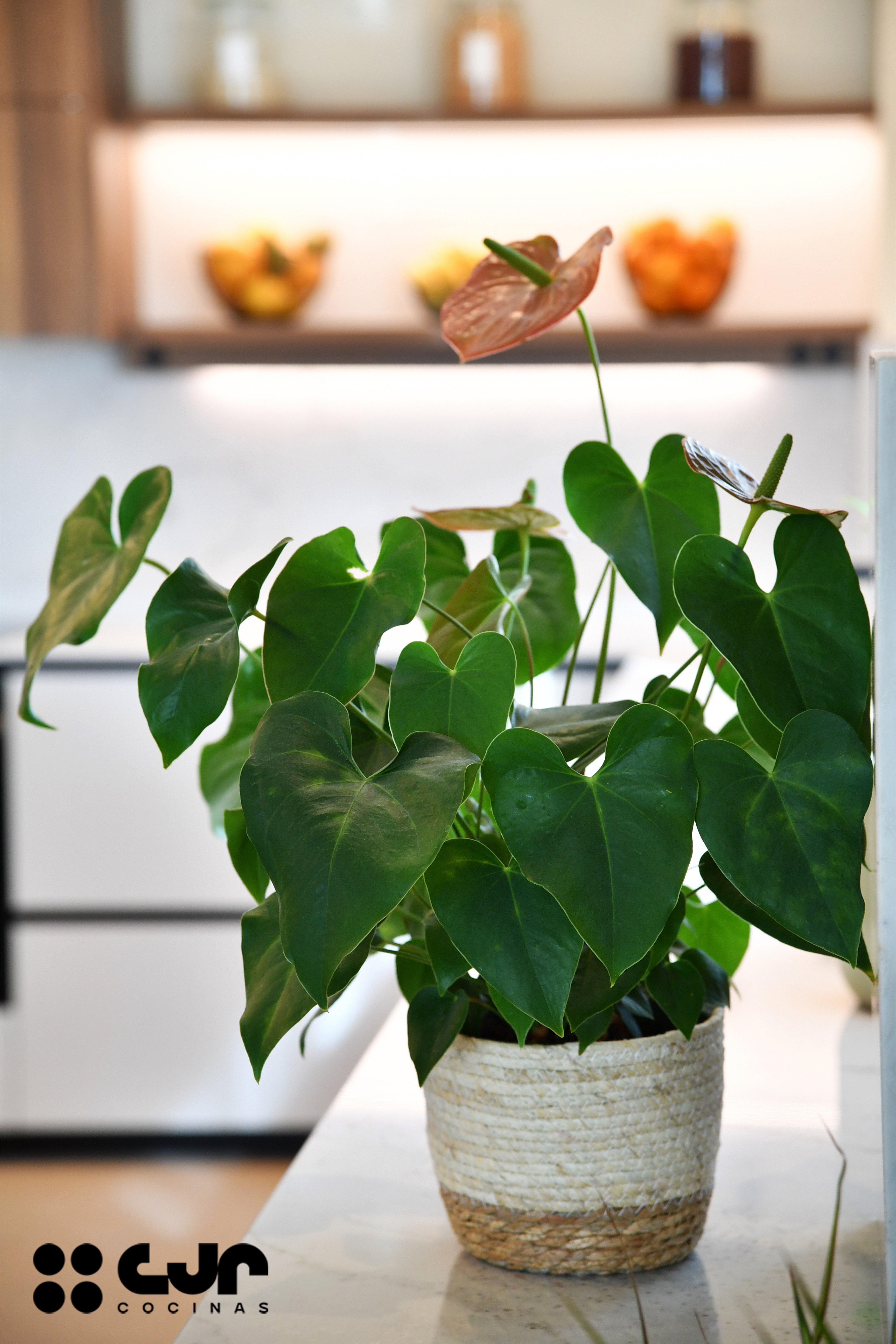 tendencias cocinas 2026 cocina cashmere y madera con isla abierta con isla cocinas cjr